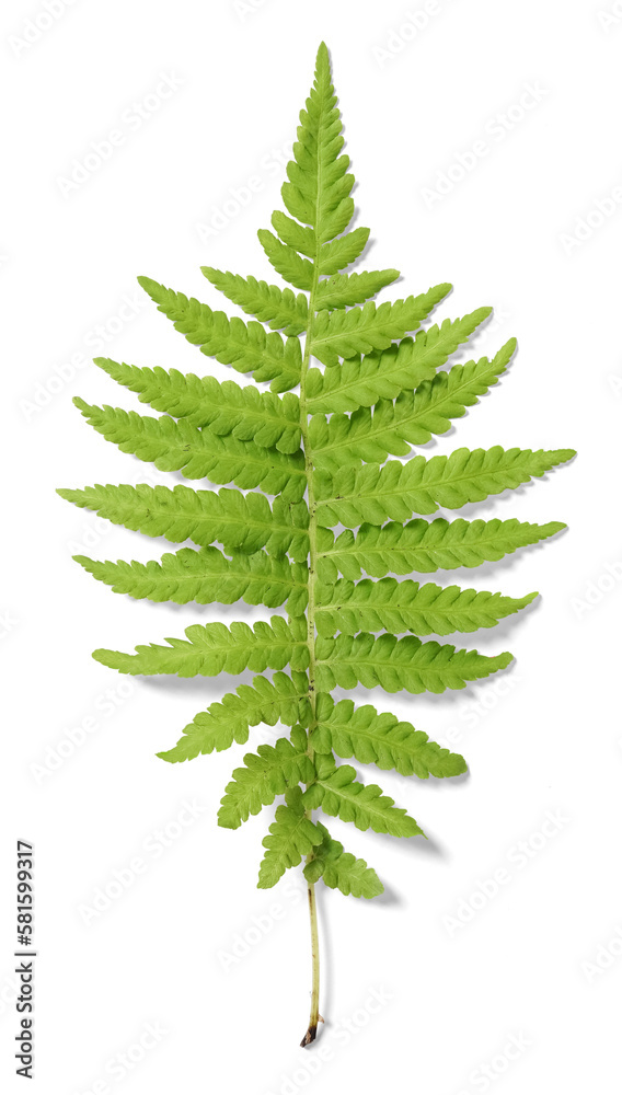 Fern Leaf Fern Leaf