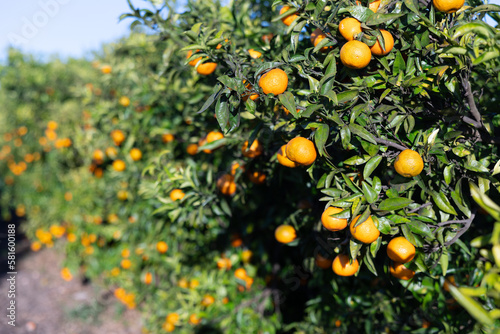 Closeup of delicious juicy ripe organic tangerines growing on tree during harvesting season in orchard on sunny day