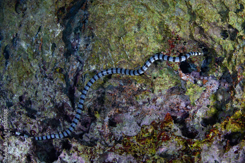 A Banded sea krait, Laticauda colubrina, swims along a shallow limestone wall in Raja Ampat's rock islands. This highly venomous sea snake can hold its breath for up to about 20 minutes.