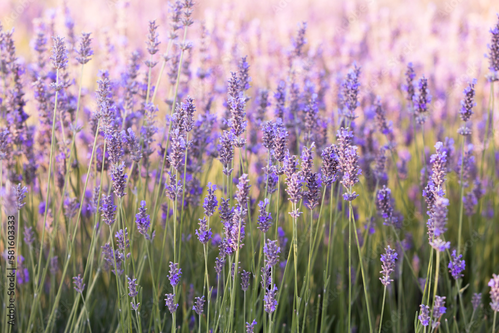 Obraz premium Lavender bushes closeup on sunset. Sunset gleam over purple flowers of lavender. Provence region of France.