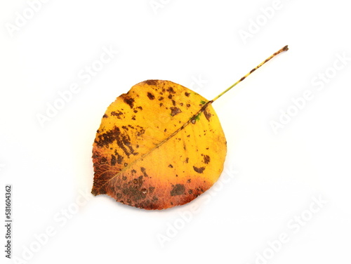 autumn leaf isolated on white background