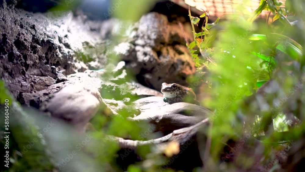 A dark green frog that sits on a stone, taken from the bushes of tropical trees A dark green frog that sits on a stone, taken from the bushes of tropical trees