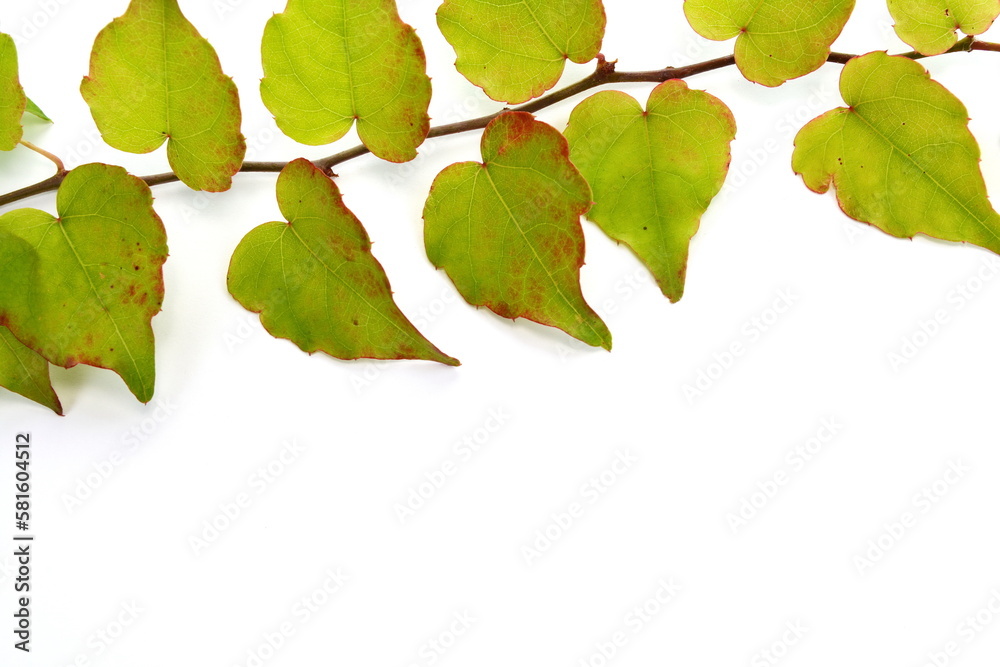 botanical, green border made of ivy leaves. Green ivy leaves with red border isolated on white background. botanical, green border made of ivy leaves. Green ivy leaves with red border isolated on white background.