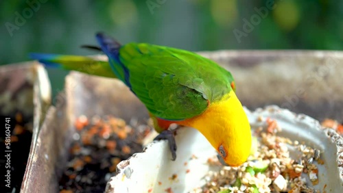 Close-up of a small green-yellow bird that eats food against the background of nature and green trees