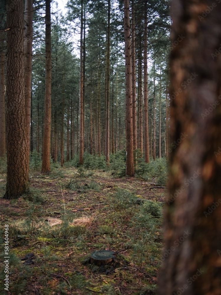 Fototapeta premium Trees in a forest