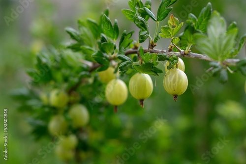 gooseberries with green leaves