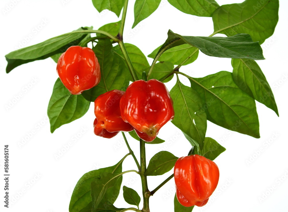Fototapeta premium Red Habanero peppers on a branch with leaves isolated. Habanero chilis isolated on white background. Fresh ripe Caribbean Red Habanero hot chili pepper with green stem. 