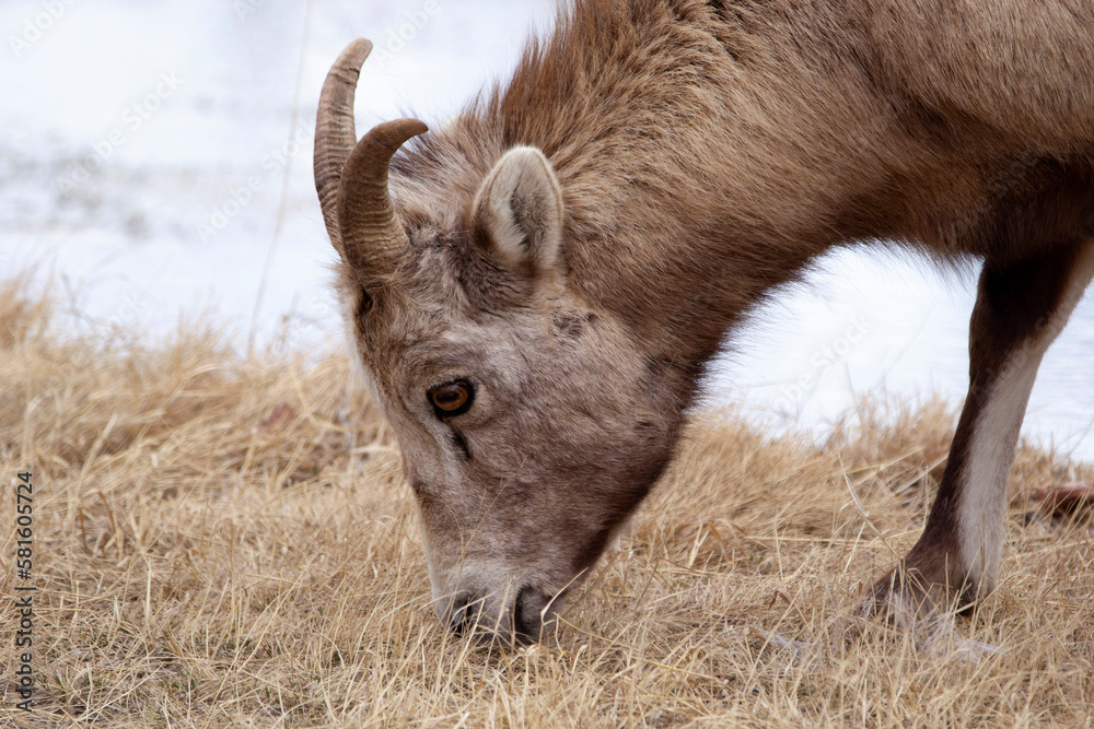 Young Bighorn ram is eating dry grass in spring. Young Bighorn ram is eating dry grass in spring.