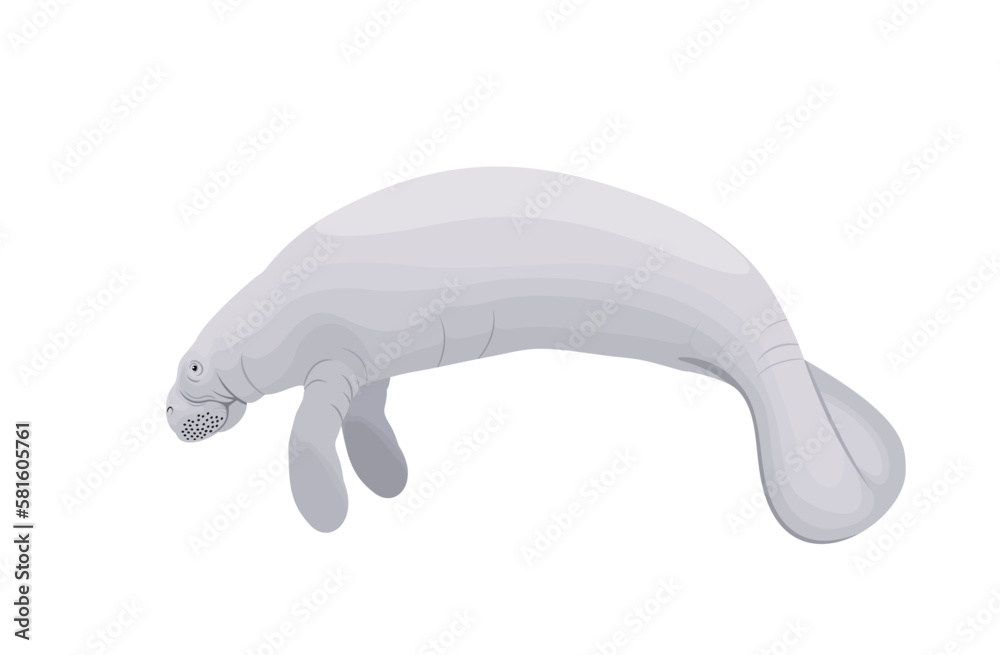 West Indian Manatee - vector illustration West Indian Manatee - vector illustration