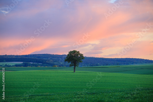 lonely tree in spring in the fields