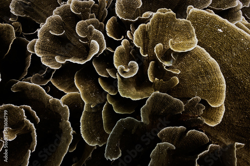 Lettuce Coral in Raja Ampat