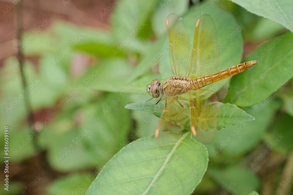 a dragonfly with a blurred background