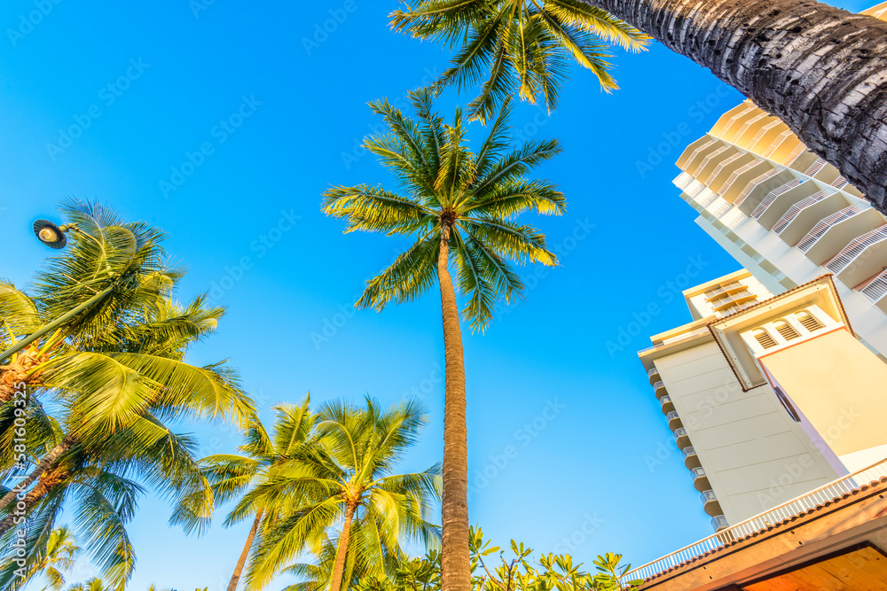 Fototapeta premium Palm tree tops against apartment or hotel building and blue sky. Vacation tropical background.