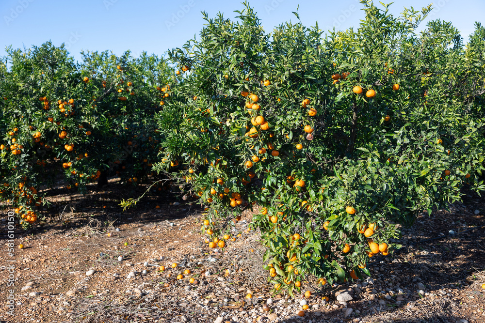 Orange ripe organic tangerine fruits hanging on tree, new harvest in orchard or on plantation on sunny day