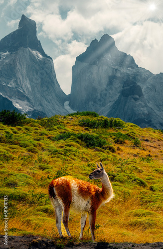 Guanaco In Front of Mirador Los Cuernos, In Torres Del Paine, Patagonia, Chile, Vertical Shot With Sun Rays
