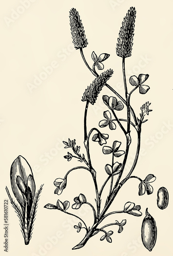 Root system, stem, flowers and fruits of Italian clover (Trifolium incarnatum). Antique stylized illustration. photo