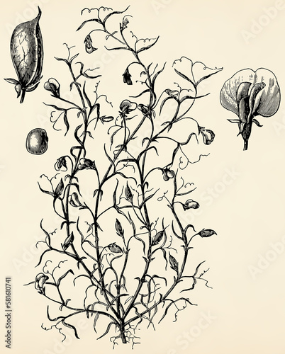 Root system, stem, flowers and fruits of Lathyrus sativus. Antique stylized illustration. photo