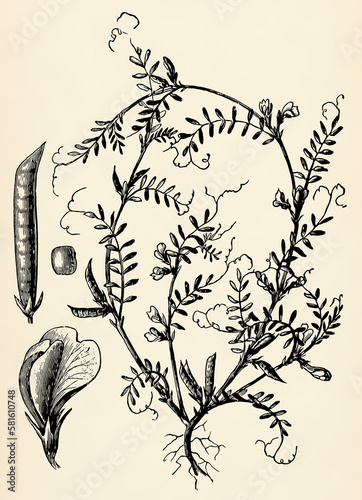 Root system, stem, flowers and fruits of Vicia sativa. Antique stylized illustration.