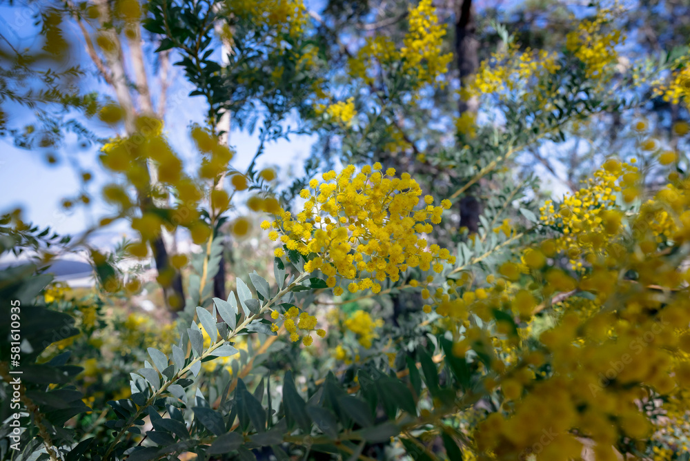 Branches of flowering Acacia dealbata mimoza Branches of flowering Acacia dealbata mimoza