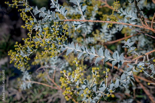 Branches of flowering Acacia dealbata mimoza photo