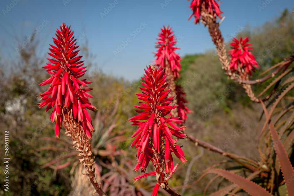 Beautiful succulent aloe plant and red flowers Beautiful succulent aloe plant and red flowers