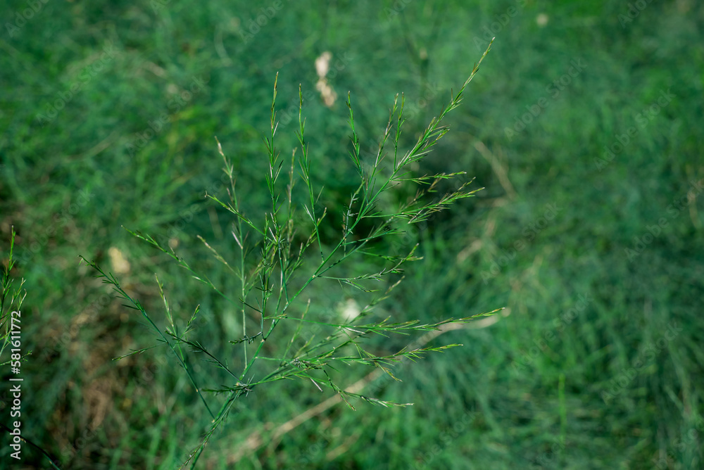 Image close-up of green grass  in park