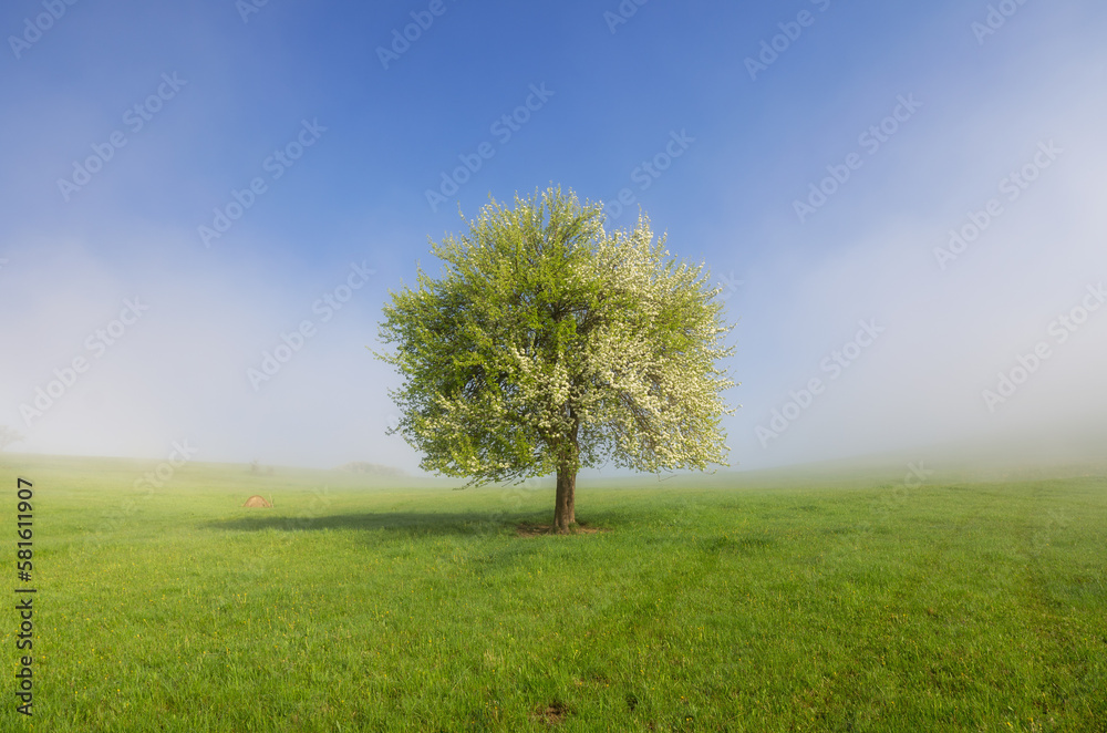 Obraz premium blooming lonely apple tree against the sky and green grass