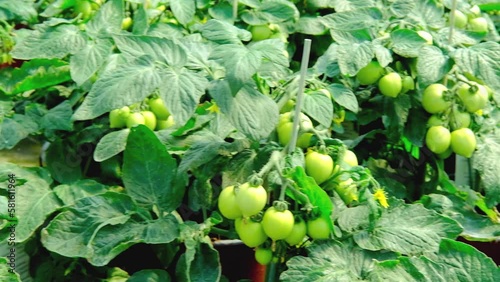 Wallpaper Mural green bunch of ripening tomatoes, Solanum lycopresicum, edible fruits, tops in background, concept of rich harvest of vegetable plants, food crisis, growing crops in open and closed ground Torontodigital.ca