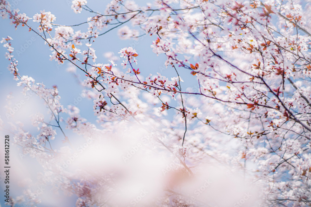 春の青空と桜　Blue sky and cherry blossoms in spring
