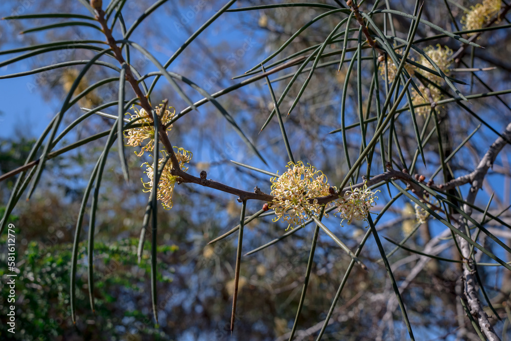 Obraz premium Close-up to beautiful eucalyptus flower with leaves