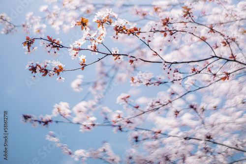 春の青空と桜 Blue sky and cherry blossoms in spring