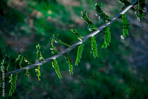 Twig of Sweet Thorn with sharp thorns