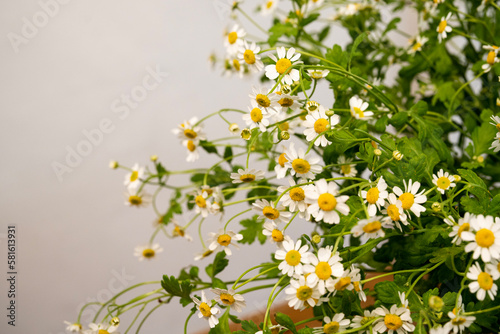 흰색 데이지 다발 꽃 화분 © HyunJun
