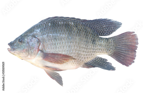 Nile Tilapia or Pla nin in Thai, freshwater fish isolated on white background with clipping path in png format