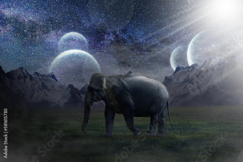 Photography elephants at sunset