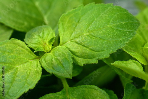 Macro Mint leaves on dark background. Mint leaves.Mint leaves background.peppermint.leaves of mint 