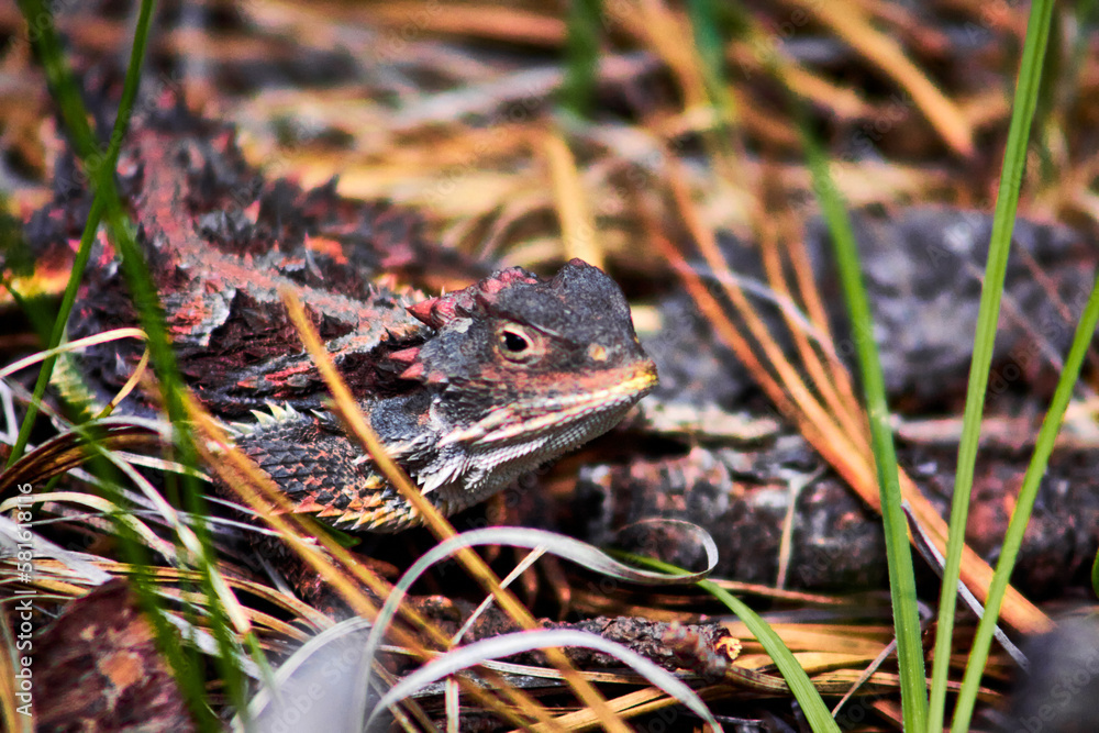 mexican horned lizard in forest of mexiquillo, phrynosoma orbiculare mexican horned lizard in forest of mexiquillo, phrynosoma orbiculare