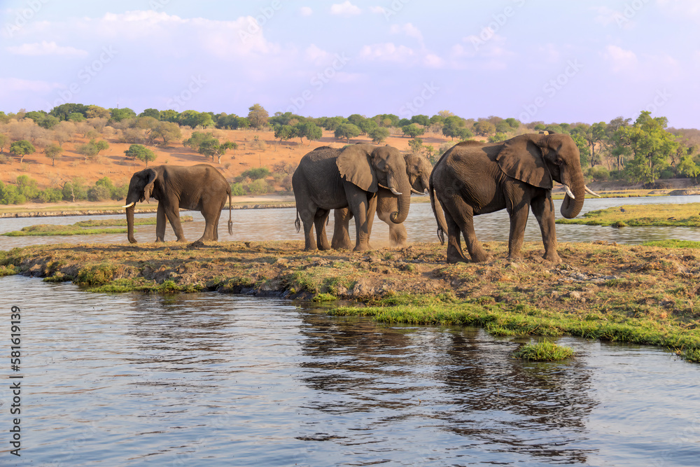 Fototapeta premium A small herd of elephants wanders across a river in South Africa.
