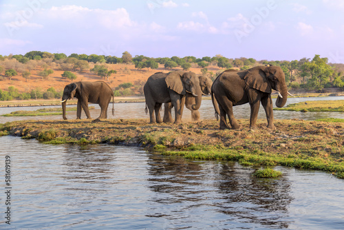 A small herd of elephants wanders across a river in South Africa.