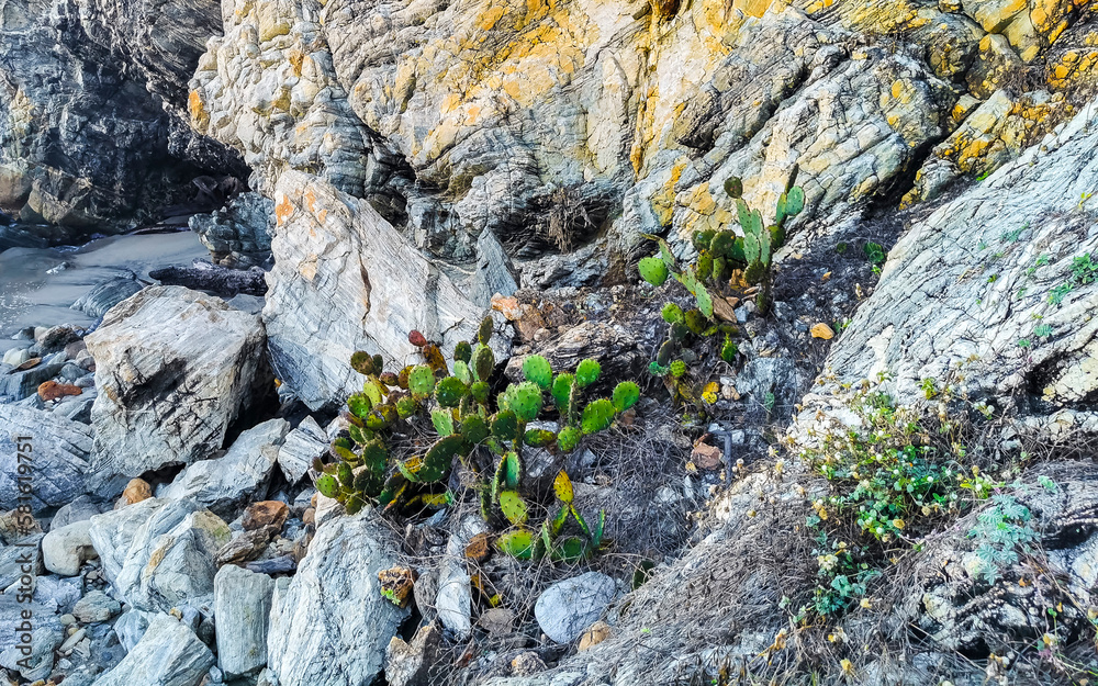 Rocks cliffs overgrown with nature plants trees bushes flowers cacti. Rocks cliffs overgrown with nature plants trees bushes flowers cacti.