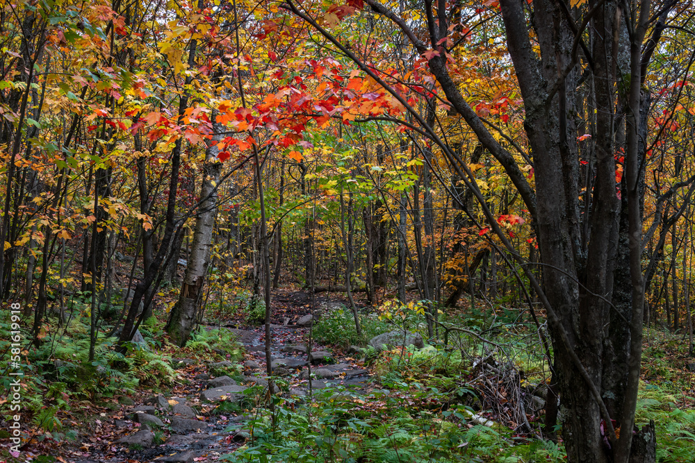 Autumn orange and red maple leaves at Mont Tremblant, Quebec, Canada. Autumn orange and red maple leaves at Mont Tremblant, Quebec, Canada.