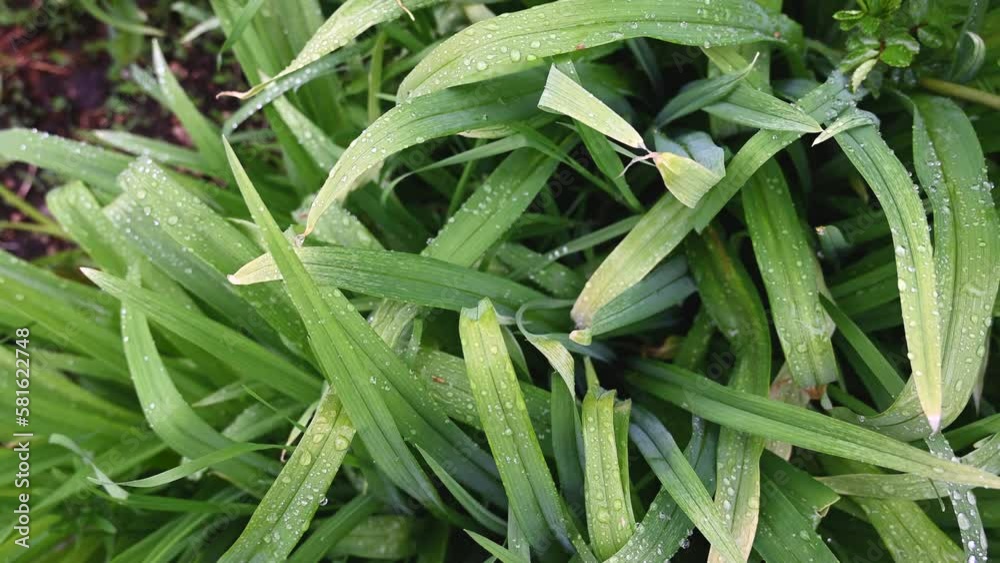 Drops of water on green leaves of flowers Drops of water on green leaves of flowers