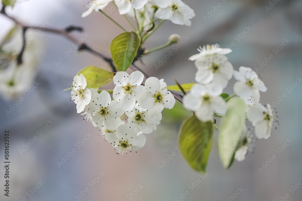 a sand pear or Pyrus pyrifolia flowers. Beautiful white flowers bloom a sand pear or Pyrus pyrifolia flowers. Beautiful white flowers bloom