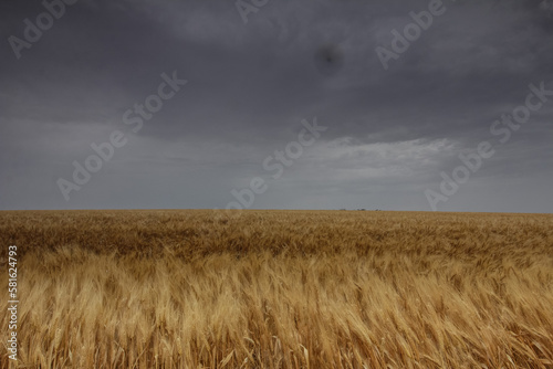 wheat field under sky