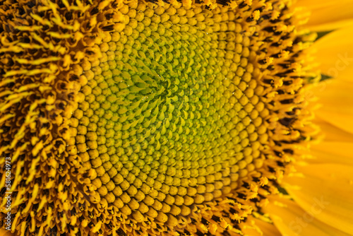 macro beautiful sunflower. selective focus 