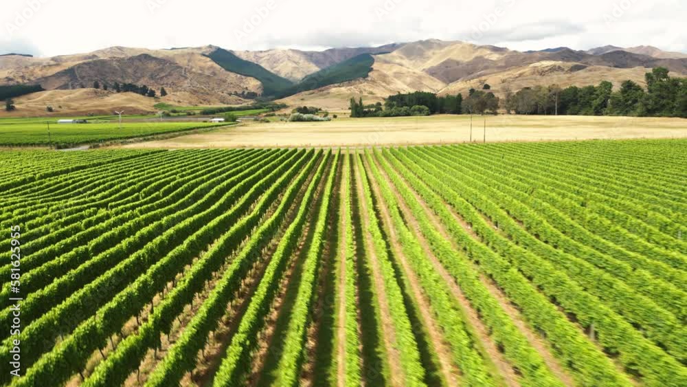 Vineyard In New Zealand, Plantation Of Grapevines In Daytime. - aerial Vineyard In New Zealand, Plantation Of Grapevines In Daytime. - aerial