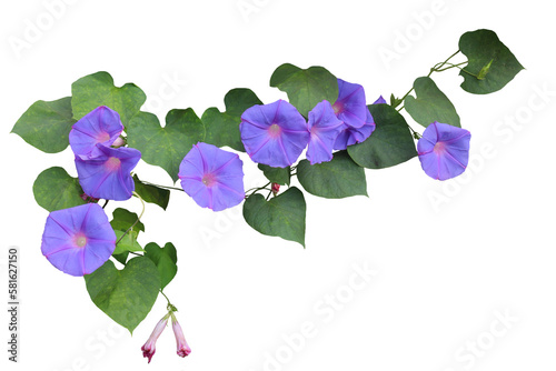 Image of a vine with purple flowers on a png file with transparent background.