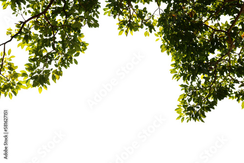 Image of green leaf on branch on png file at transparent background. © Warawut