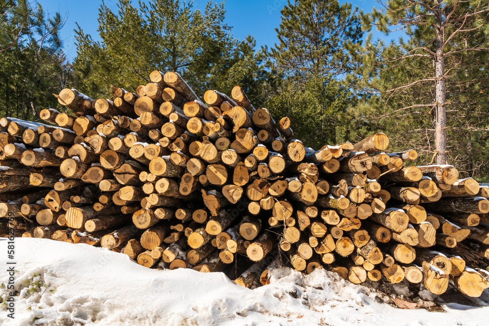 stack of logs  with snow