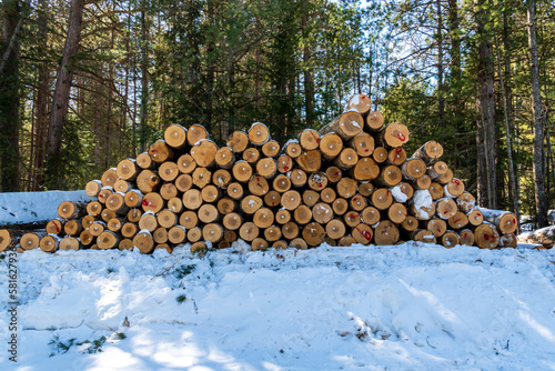 stack of logs with snow